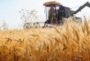 اعلام قیمت خرید هر کیلو گندم/واریز پول کشاورزان حداکثر یک هفته پس از تحویل محصول